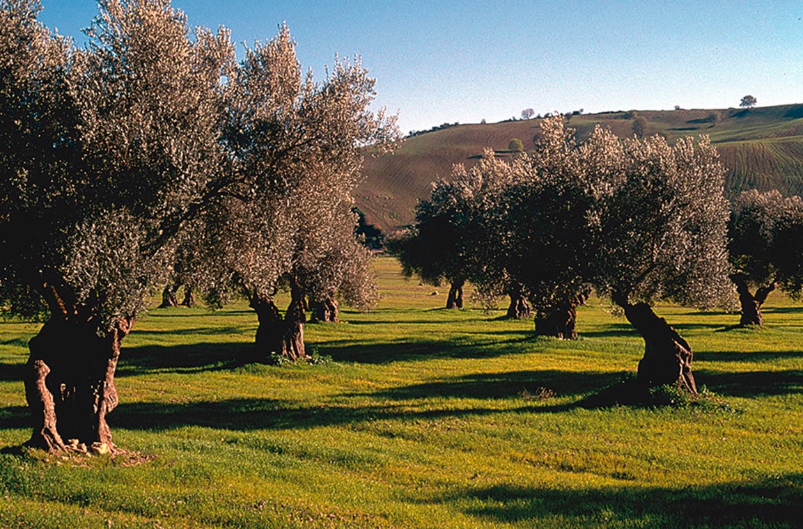 Olio Extravergine di Oliva Toscana Firenze - Poggitazzi